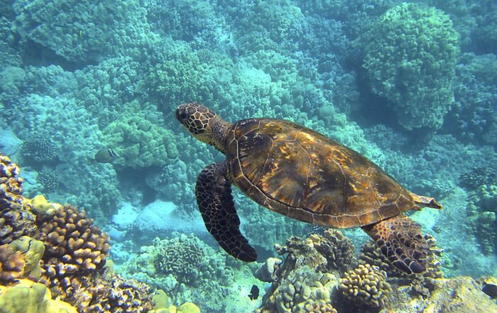 Sea Turtle, French Polynesia