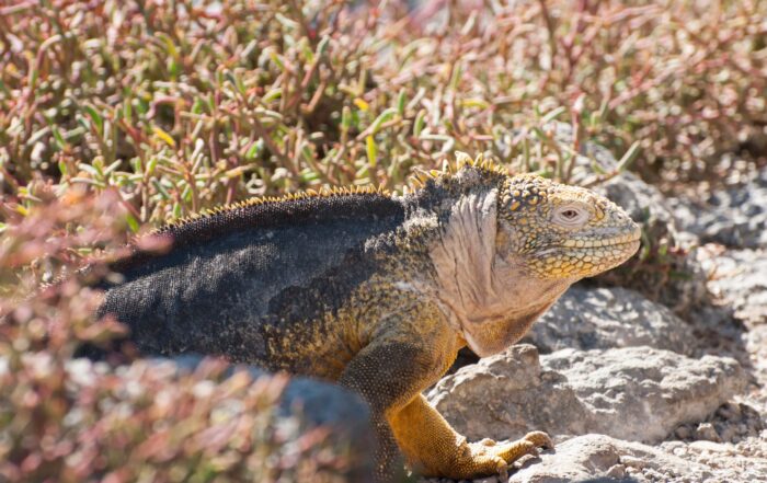 Endemic Galapagos marine iguana sunbathing on lava rocks