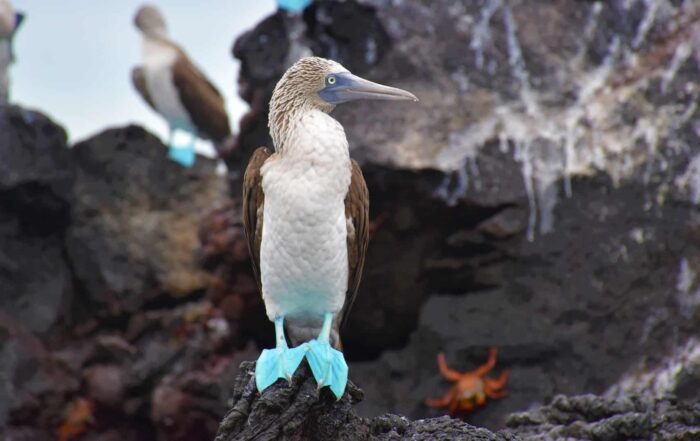 Galapagos blue-footed booby bird on rocky shore