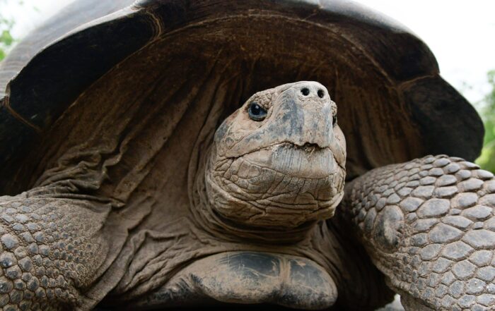 Galapagos-giant-tortoise-in-natural-habitat-scaled