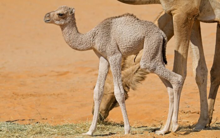 Camel and her baby in Arabian Peninsula