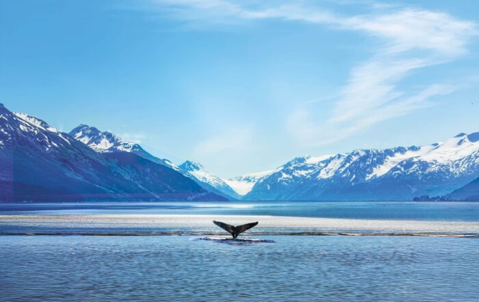 Whale in Alaska view from a cruise