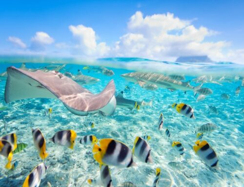 A Comparison Guide to Choosing the Right Family Cruise Line