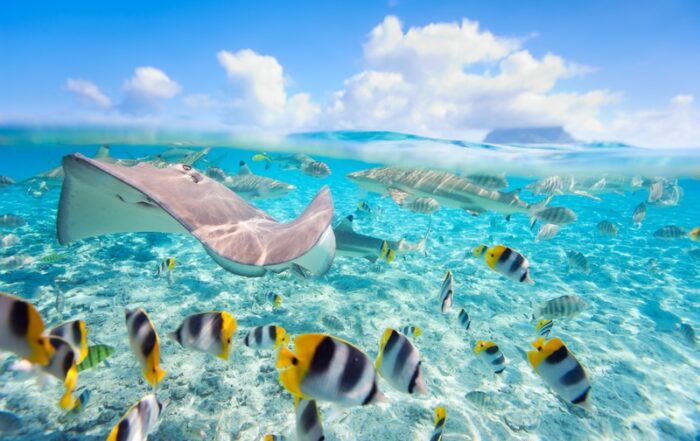 Bora Bora Underwater