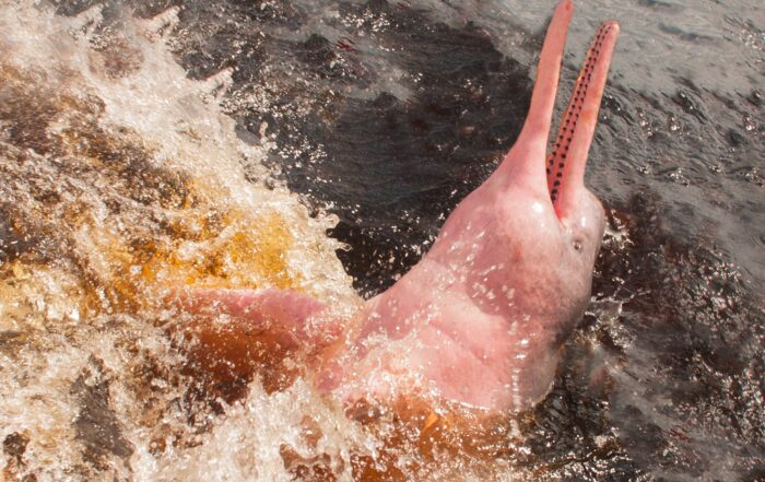 Amazon Pink Dolphin