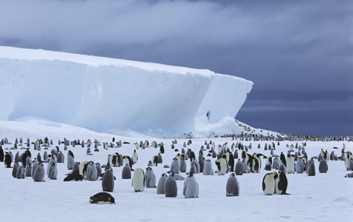 Antarctica emperor penguins