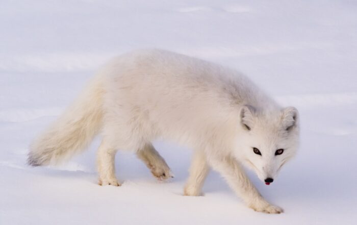 Arctic Fox