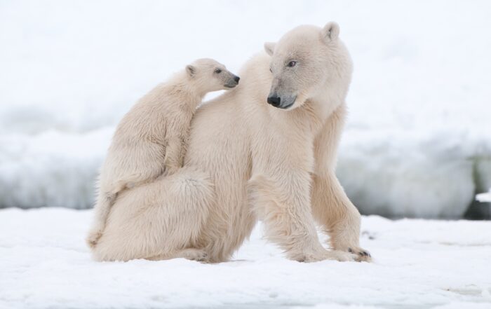 Arctic Polar Bears