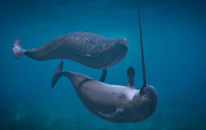 Canadian Arctic Narwhal