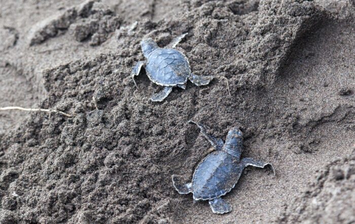 Costa Rica Sea Turtle