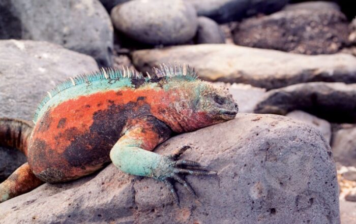 Galapagos Iguana