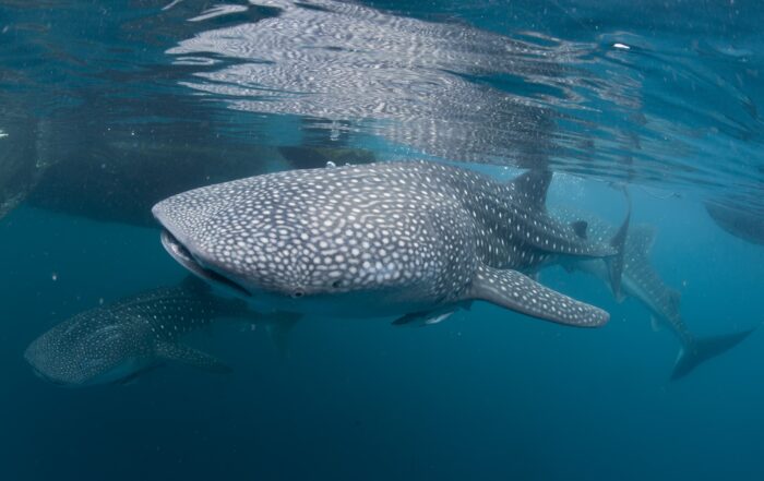 Indonesia Whale Shark