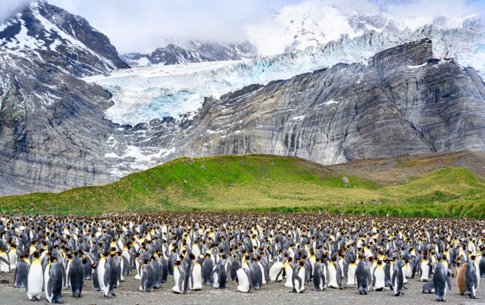 South Georgia King Penguins