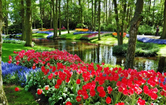 Colorful tulip gardens lining a peaceful canal in the Netherlands, showcasing spring scenery.