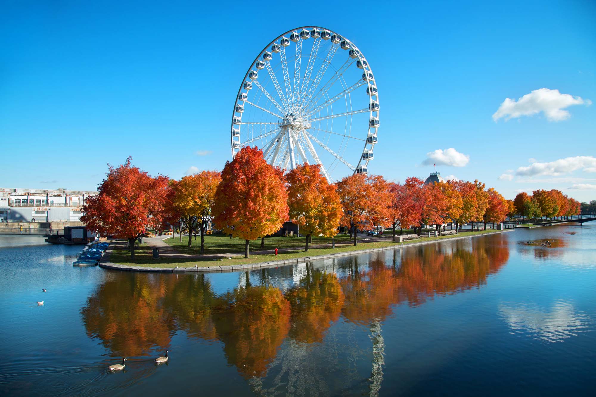 A large white Ferris wheel stands beside a tranquil waterway, surrounded by vibrant autumn trees with red and orange foliage. The scene reflects beautifully in the calm water, with ducks swimming in the foreground.