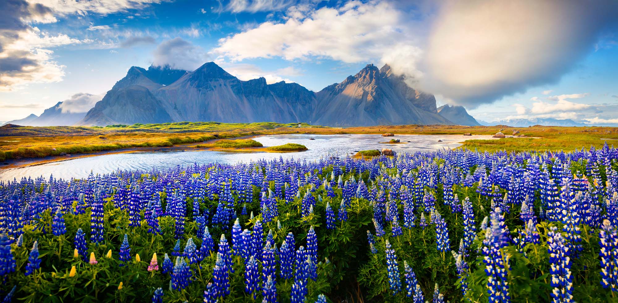 Lupine Fields in Iceland with Volcanic Mountains A stunning landscape featuring a vibrant blue lupine field in the foreground with rugged, misty mountain peaks in the background, typical of Iceland's dramatic natural scenery.