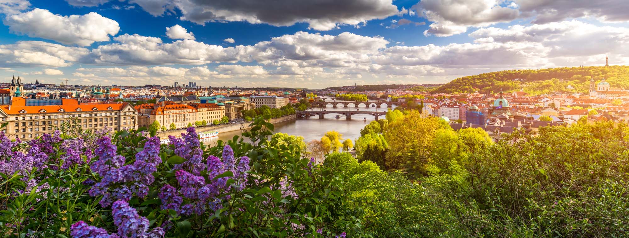 A panoramic view of Prague showcasing its historic architecture, multiple bridges spanning the Vltava River, and lush green landscapes with purple flowers in the foreground.