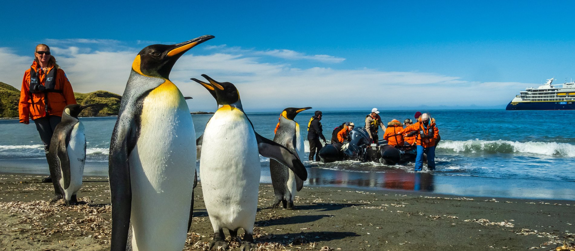 King Penguins Meet Cruise Passengers on Beach A group of King Penguins stands on a pristine beach while cruise ship passengers in bright orange life jackets observe and interact with them during a polar expedition excursion. A large expedition cruise ship is visible in the background anchored offshore.