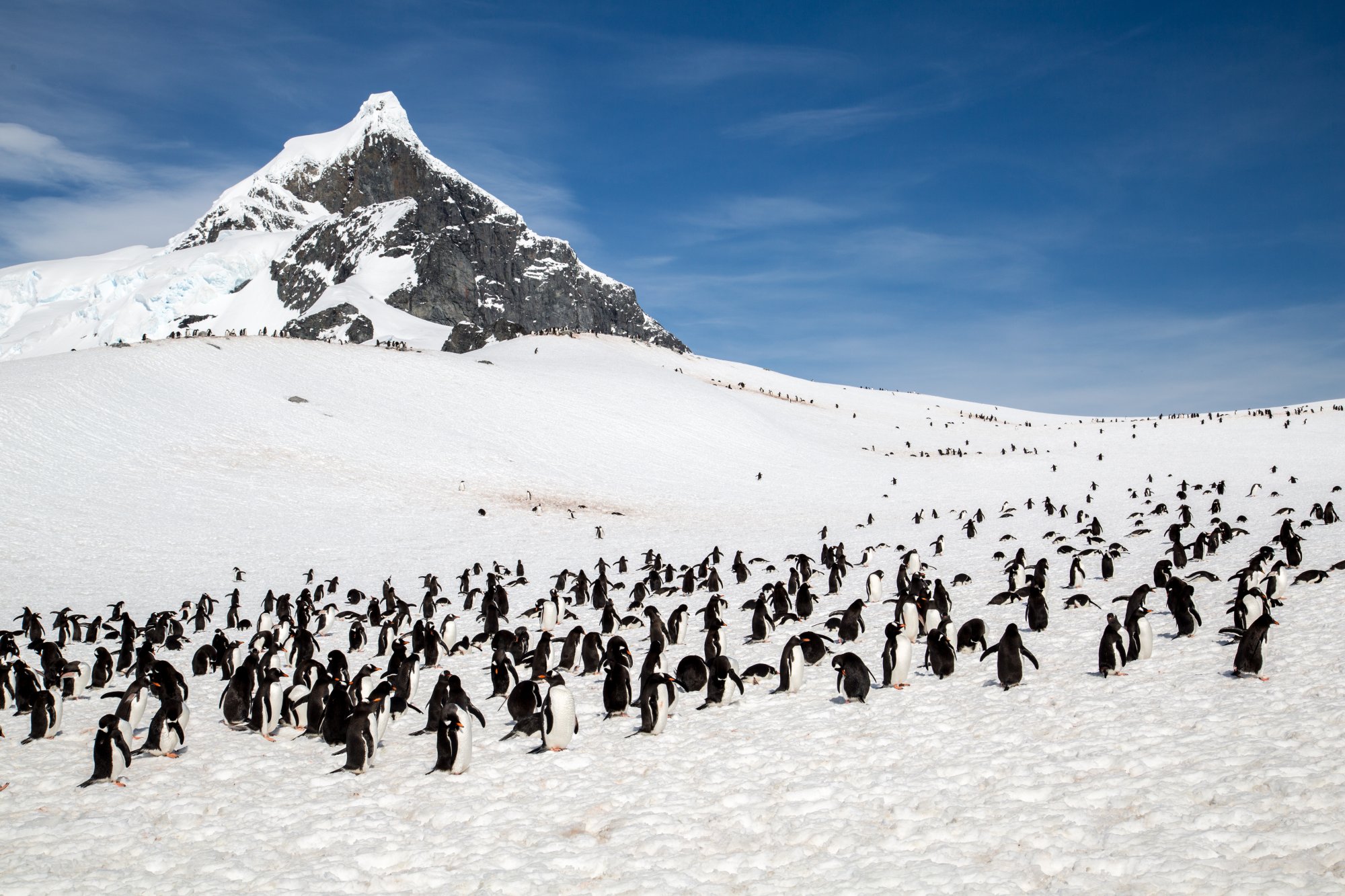 Penguin Colony at Snowy Mountain Base A large colony of chinstrap penguins congregates on snow-covered terrain at the base of a dramatic snow-capped mountain peak in Antarctica. The striking contrast between the dark penguins, white snow, and blue sky creates a stunning natural wildlife scene typical of polar regions.