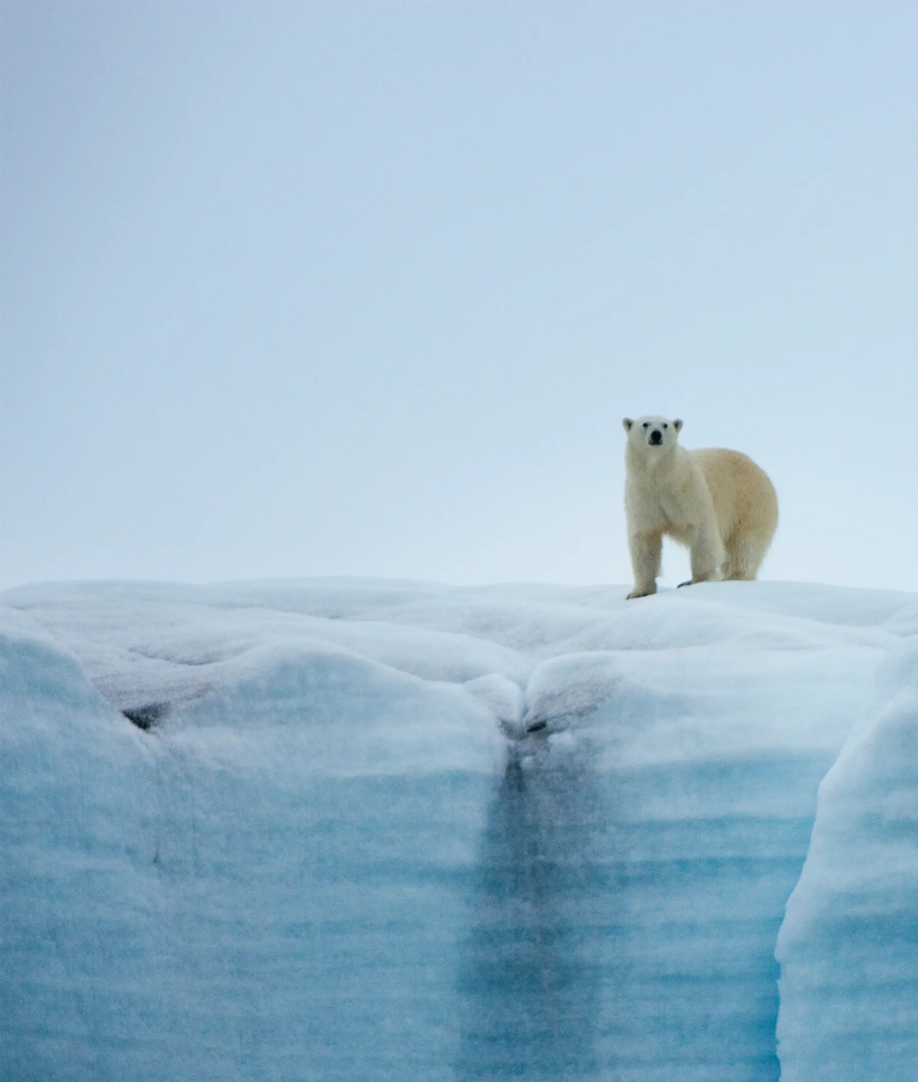 A solitary polar bear stands alert on a vast expanse of white and blue Arctic sea ice, with a clear sky in the background. The bear is positioned on an elevated ice ridge, surveying its frozen habitat in what appears to be the High Arctic region.