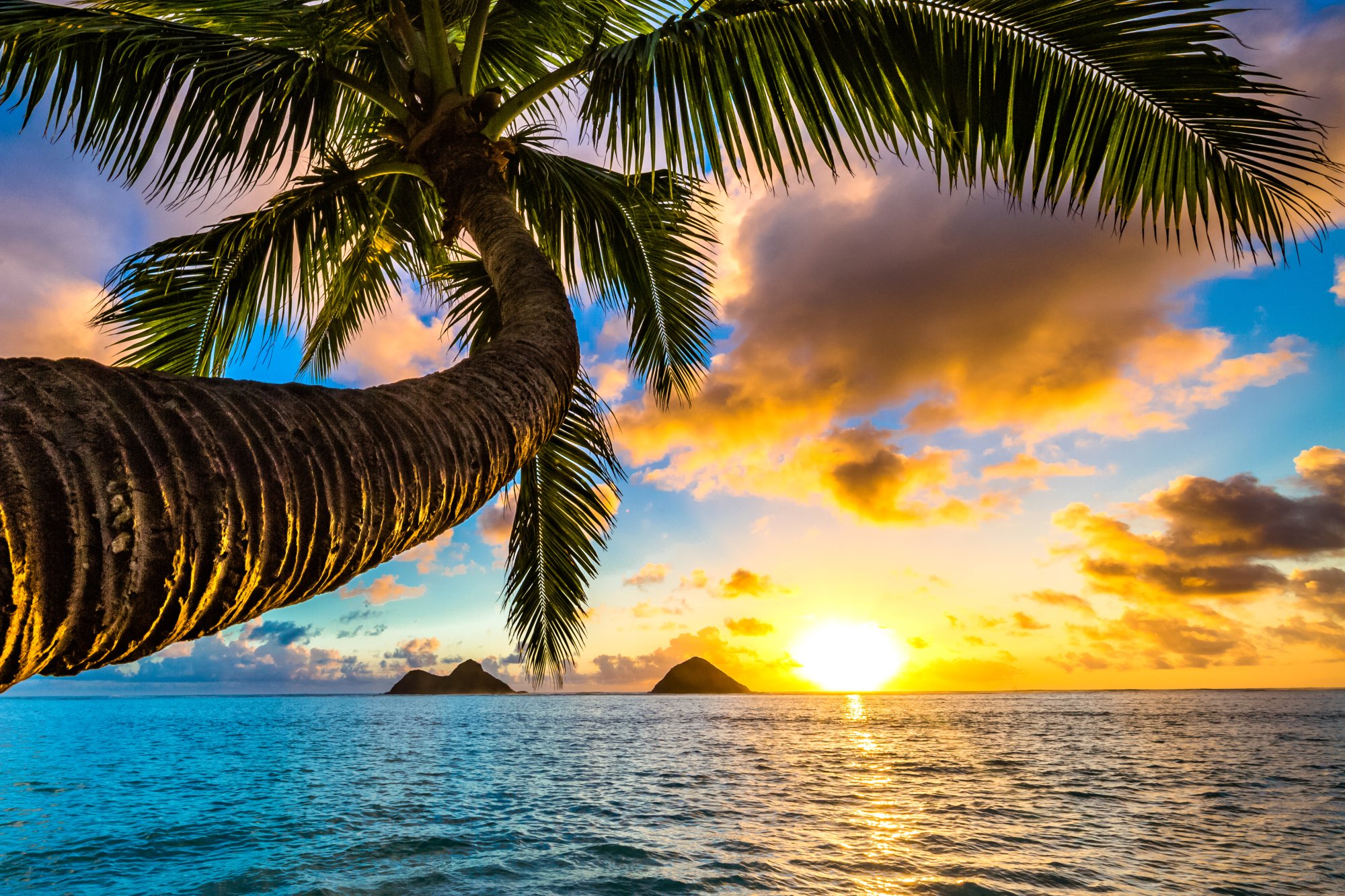 Tropical Sunset over Serene Ocean A vibrant sunset scene featuring a curved palm tree in the foreground with golden sunlight reflecting on the calm ocean waters. Two small islands are visible on the horizon beneath a dramatic sky of blue and orange clouds.