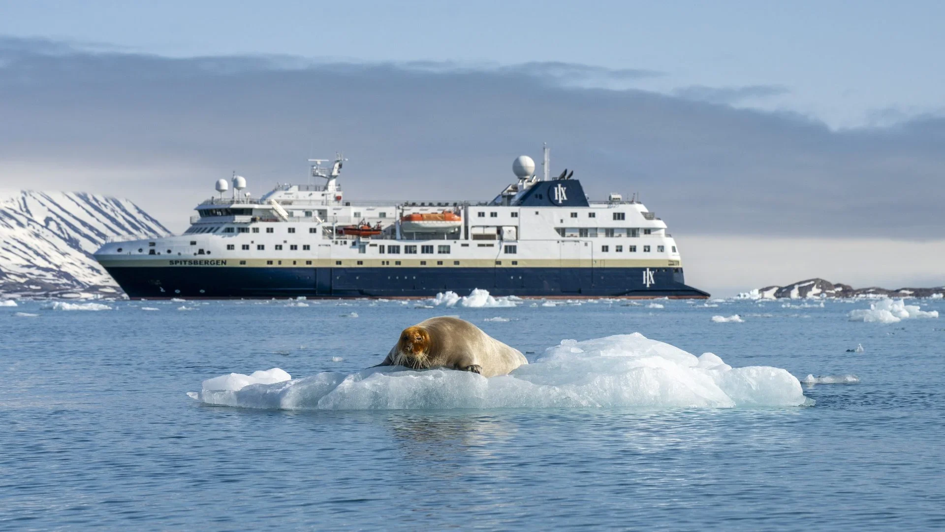 A walrus rests on a small ice floe in Arctic waters while the MS Spitsbergen expedition cruise ship anchors in the background near snow-covered mountains and glaciers. This captures the essence of Arctic wildlife viewing and polar exploration tourism in Svalbard's pristine environment.