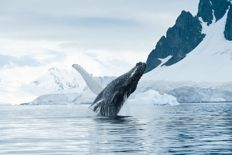 A dramatic humpback whale breaches spectacularly in pristine Antarctic waters, with snow-covered