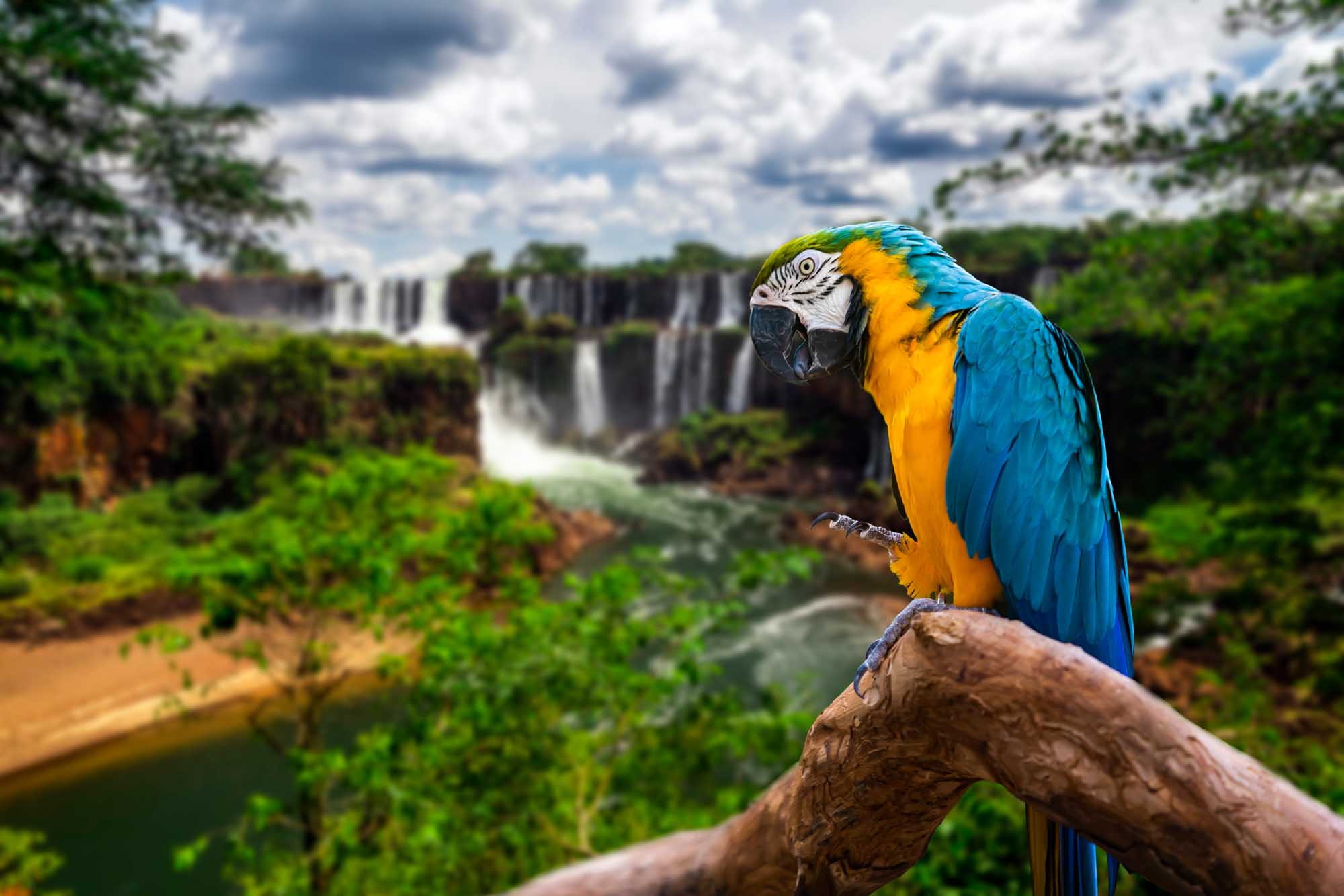A vibrant blue and yellow macaw perches on a wooden branch, positioned prominently against