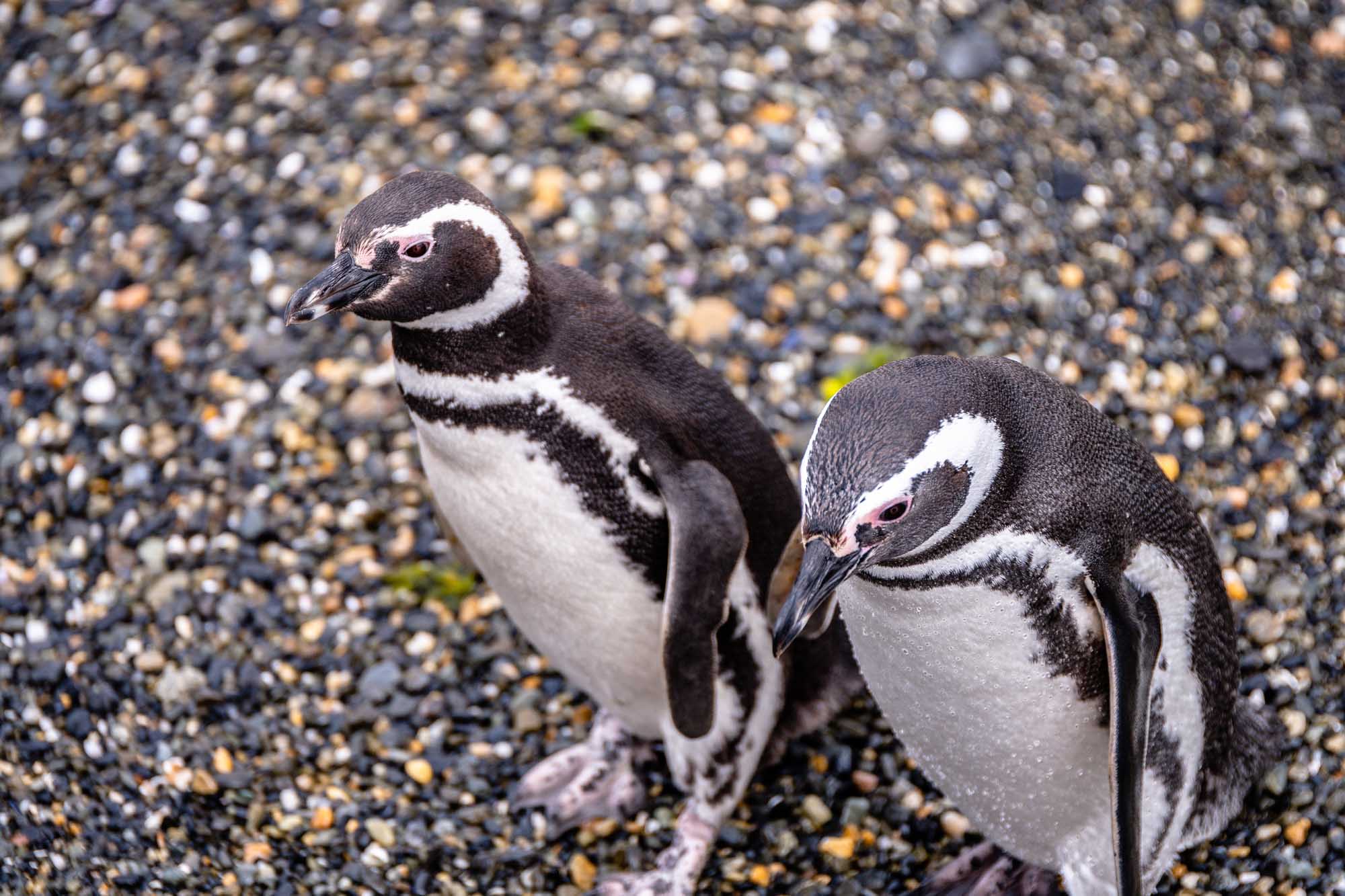 Two young Magellanic penguins stand together on a pebbly beach in Ushuaia, Argentina. Their