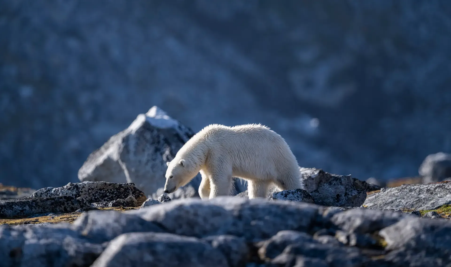 Arctic Polar Bear on Rocky Terrain A white polar bear walks across rocky Arctic terrain with snow-capped mountains in the background