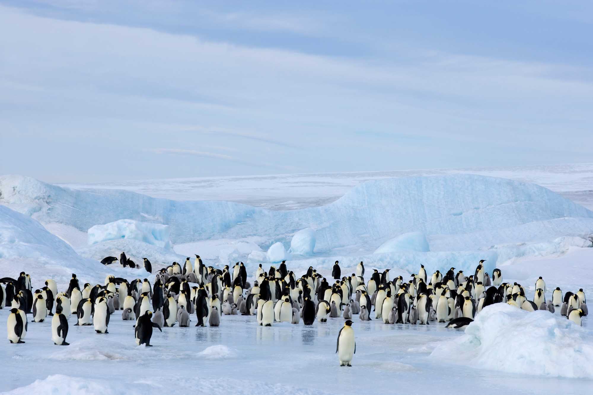 A vast colony of emperor penguins (Aptenodytes forsteri) gathered on the ice of Snow Hill Island