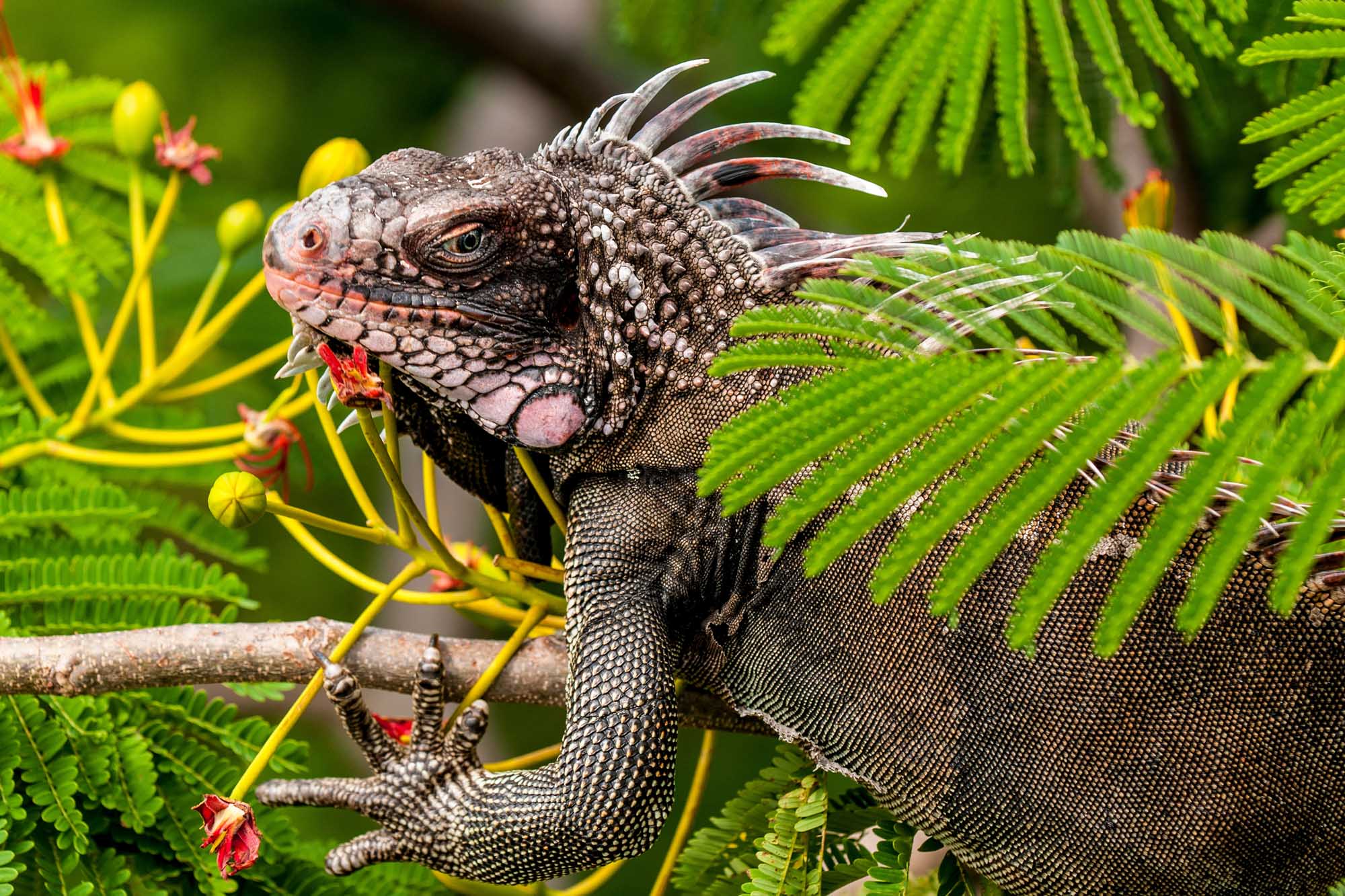 Green iguana perched on branch with tropical flowers on St. Thomas