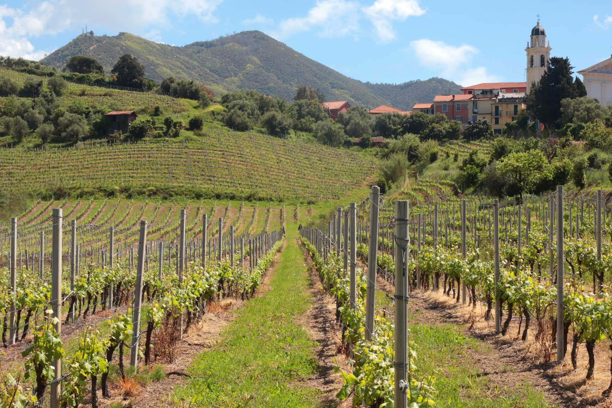 A picturesque spring vineyard landscape in Italy featuring organized rows of grapevines on rolling hillsides with a charming village and church bell tower in the background.