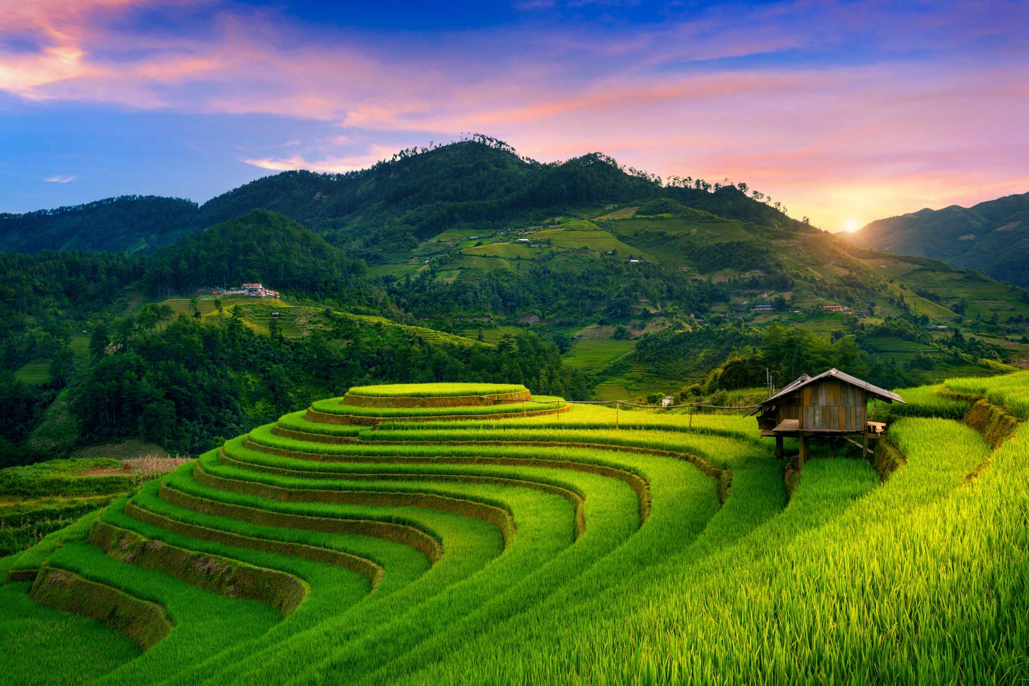 Mu Cang Chai Rice Terraces at Sunset A breathtaking panoramic view of iconic green rice terraces cascading down the mountainous