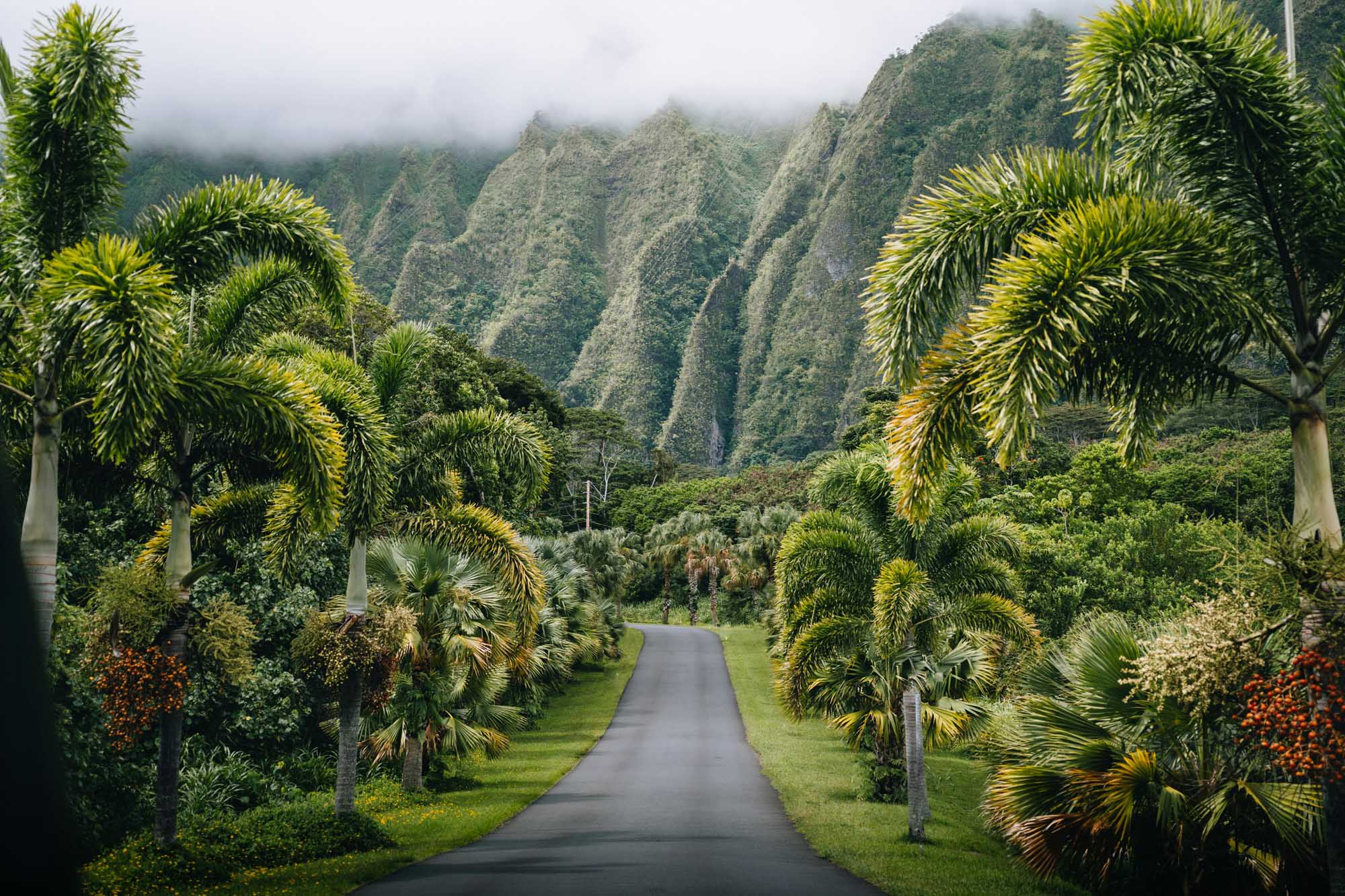 A striking symmetrical road lined with tall palm trees leads toward towering lush mountain valley