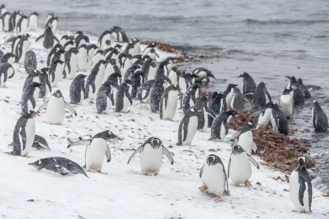 Large colony of Chinstrap penguin chicks and adults on snowy Antarctic beach
