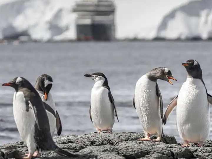 A group of five penguins stands on a rocky shoreline in Antarctica, displaying characteristic black