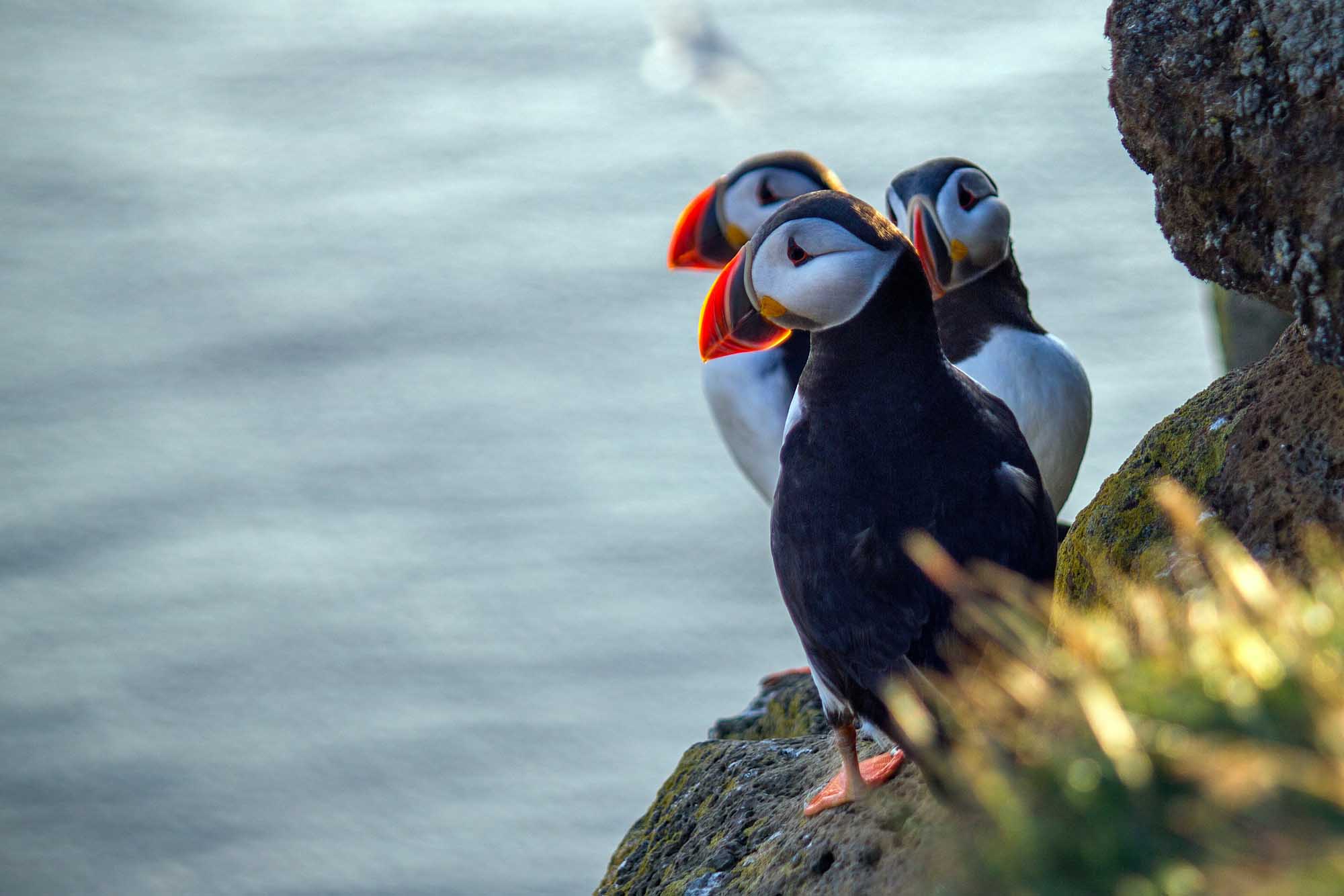 Three Atlantic puffins perched on moss-covered coastal rocks overlooking the sea
