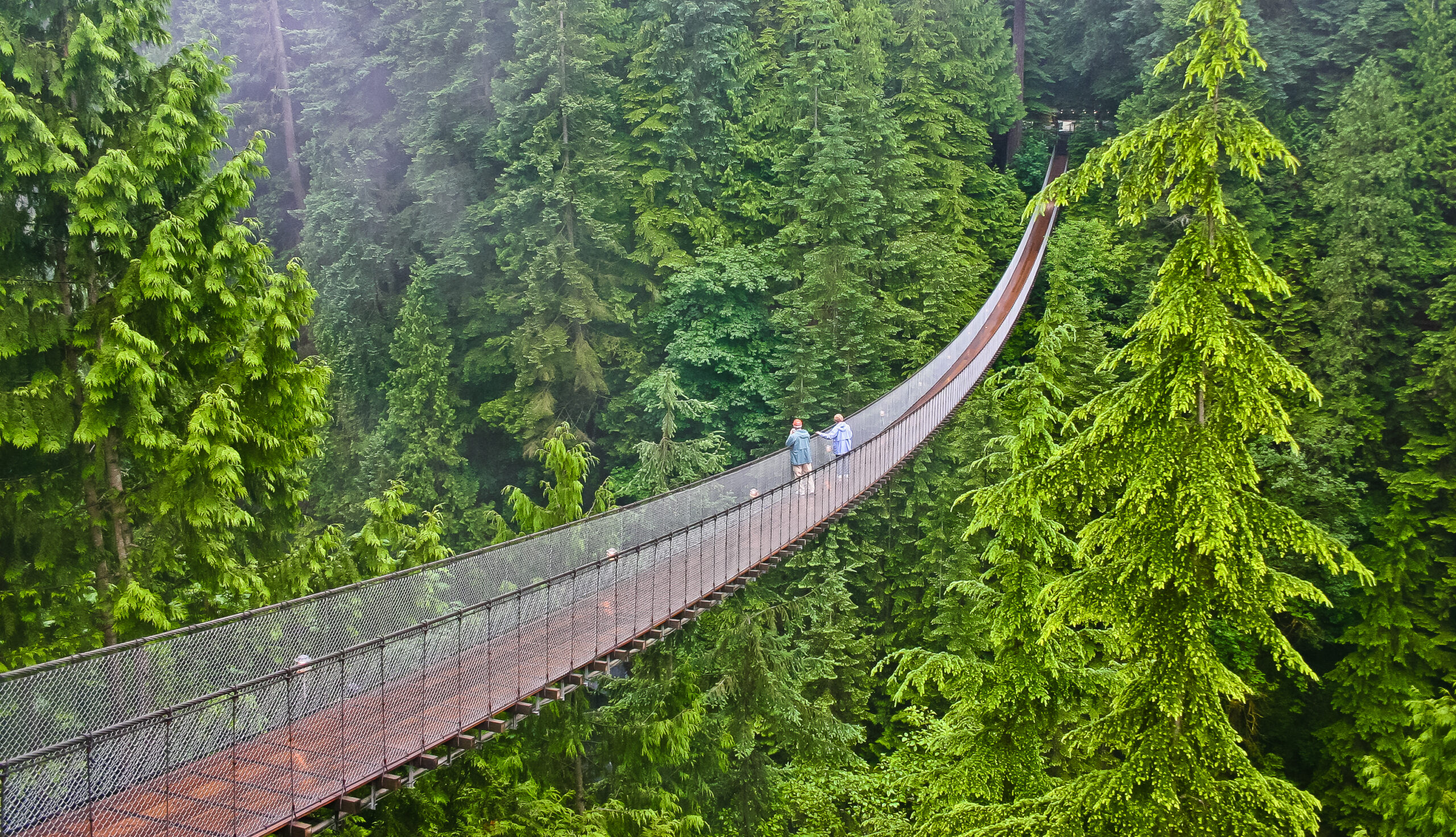 Suspension bridge spanning through dense evergreen forest canopy with visitors walking