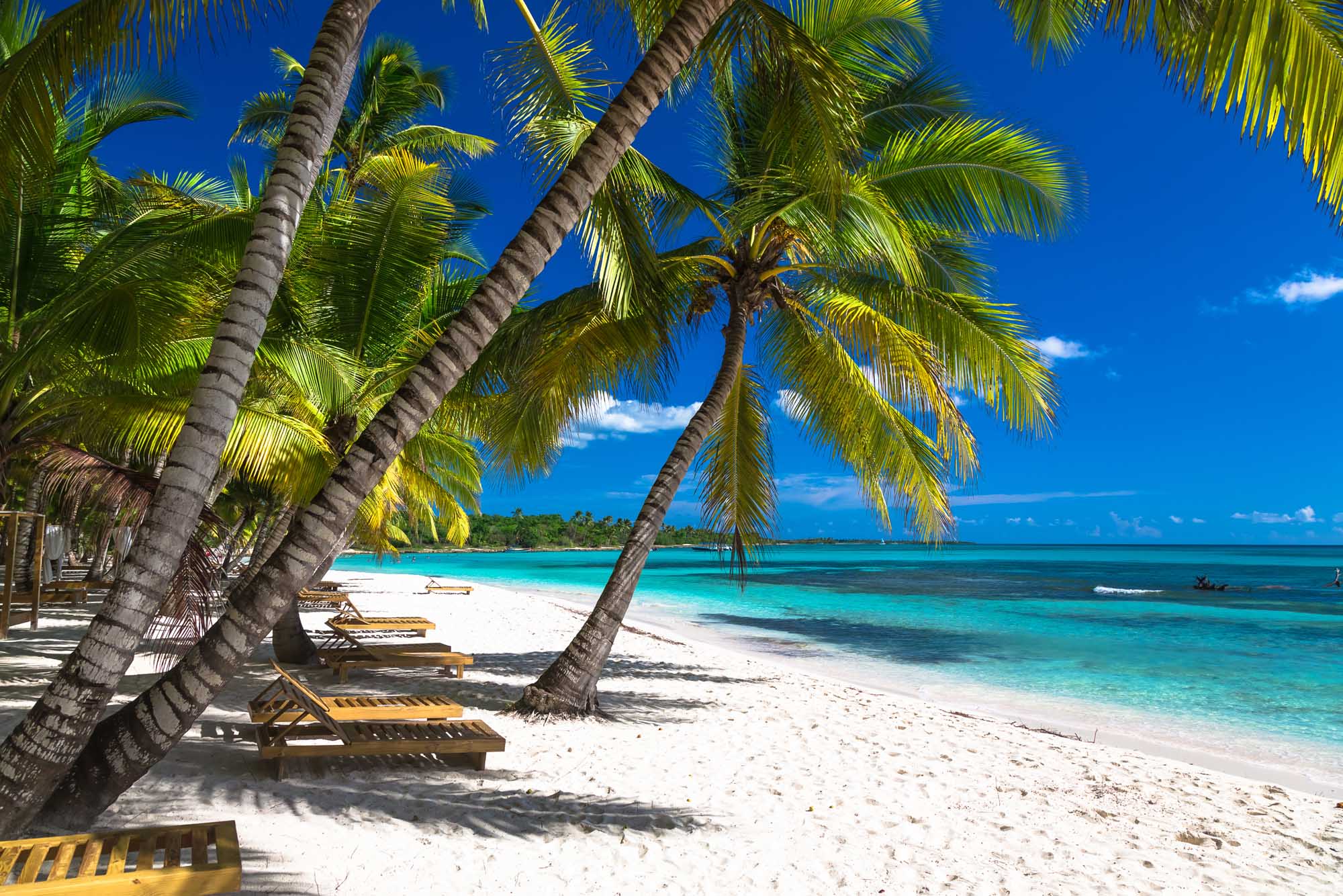 A pristine Caribbean beach featuring swaying palm trees with wooden lounge chairs nestled in