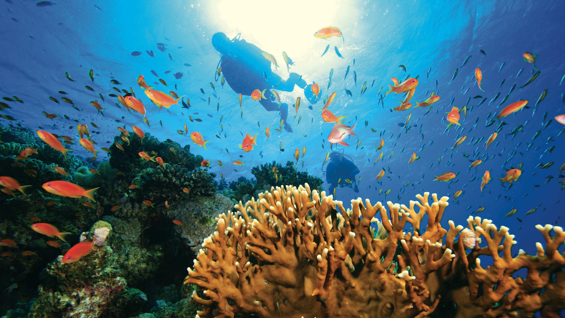 An underwater diving scene featuring a diver exploring a vibrant coral reef ecosystem teeming