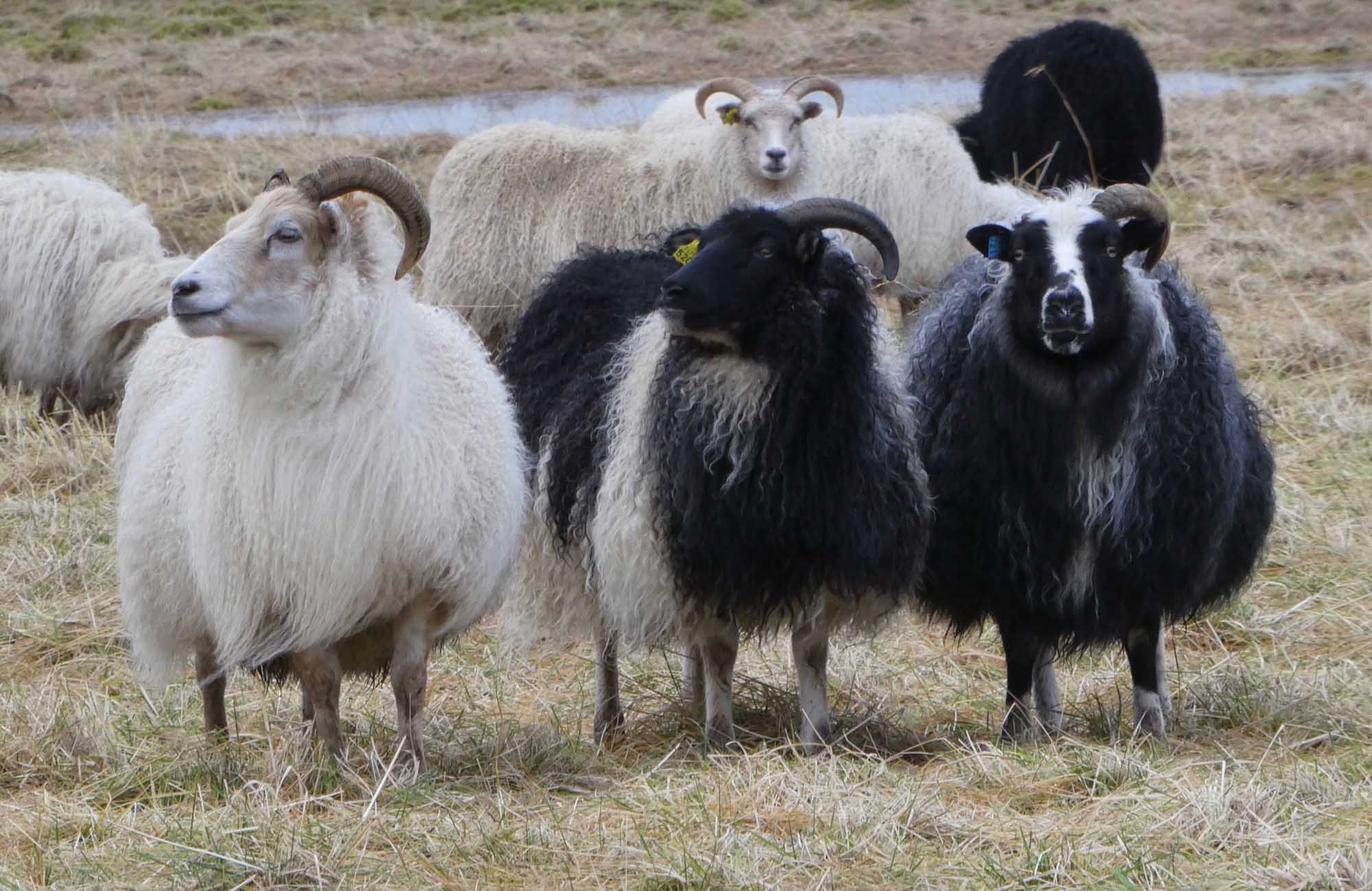 A diverse group of Icelandic sheep, including white, black, and mixed-colored animals