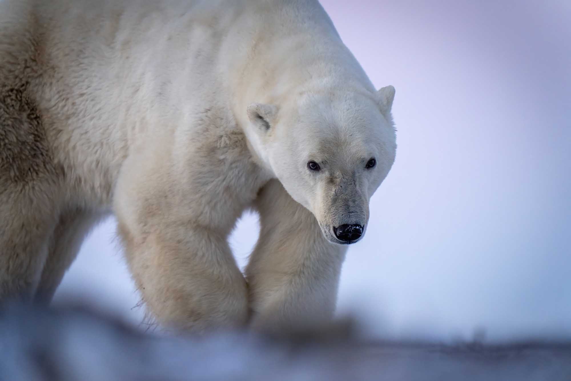 Polar Bear Walking Across Arctic Tundra A close-up portrait of a polar bear walking across snow-covered tundra with a soft, overcast Arctic